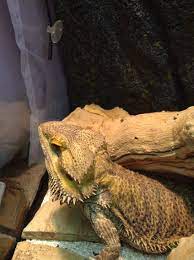 Taking Care Of A Bearded Dragon For Thanksgiving Break Sweetest Lizard Lizard My Pictures Thanksgiving Break