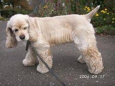 Check spelling or type a new query. 24 Best Cocker Spaniel Haircut Ideas Cocker Spaniel Haircut Cocker Spaniel Spaniel
