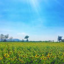 Waktu doa hari ini di lopburi akan bermula pada 04:45 (matahari terbit) dan selesai di 19:39 (isyak). Sunflower Festival Di Lopburi Thailand Pergidulu Com