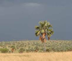 Image result for Otiophora pauciflora