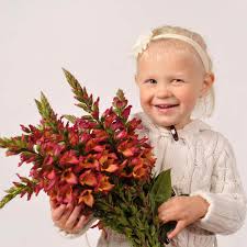 The sterile blossoms and long bloom time. Digiplexis Illumination Flame Ppaf Perennial Resource