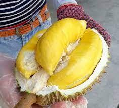 At this time of the year, durian lovers will usually take a long drive to the numerous roadside stalls or farms in balik pulau in search of the best. Shan Cheng Durian Penang Balik Pulau Restaurant Reviews Photos Phone Number Tripadvisor
