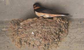 Check spelling or type a new query. Barn Swallows Are Tolerable Temporary Messy Residents Albanyherald Com