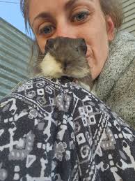 Guinea pigs for adoption in mid-September