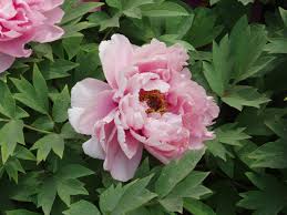 Not only are flowers beautiful additions to our homes, weddings and special events, they also have different meanings attached to them. Peony Wikipedia