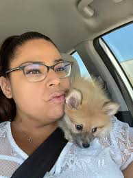 Female Pomeranian Mini for Sale or Adoption