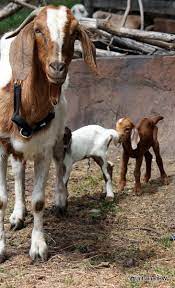 Baby Goats In The Backyard Goats Baby Goats Boer Goats
