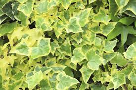 In hot summer sun the margins may fade to a creamy white. 15 Different Types Of Ivy Plus Essential Facts Nayturr Ivy Plants English Ivy Plant Types Of Ivy