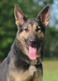 Maybe you would like to learn more about one of these? Adopt Fallon On Petfinder German Shepherd Dogs Shepherd Dog German Shepherd