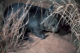 Image result for Northern hairy-nosed wombat