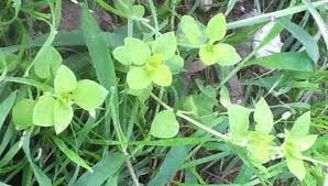 Edible wild plants in oklahoma. A Guide To Edible Weeds In Los Angeles Dengarden