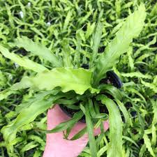 Image result for Asplenium angolense