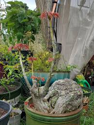 Image result for Pseudobombax