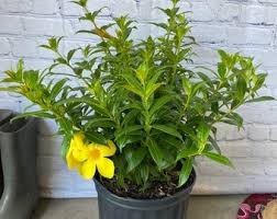 Image result for Allamanda cathartica