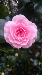 Camellia Japonica Lady Loch Camellia Flower Flower Background Iphone Pink Flowers