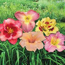 American daylily & perennials products little business. Little Business Dwarf Reblooming Daylily Buy Now Breck S