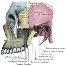 Porion Wikipedia