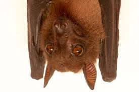 Image result for Anemia angolensis