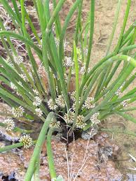 Image result for Schoenoplectiella roylei