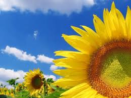 صور خلفيات سطح المكتب تحميل خلفيات كمبيوتر hd ميكساتك sunflower wallpaper sunflower wallpaper hd flowers