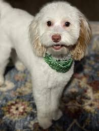 South Carolina Little Doodles(@south_carolina_little_doodles) • Instagram  사진 및 동영상