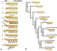 Arthropods form the phylum euarthropoda, which includes insects, arachnids, myriapods, and crustaceans. The Origins And Key Innovations Of Vertebrates And Arthropods Sciencedirect