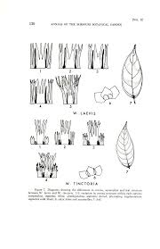 Image result for Pleioceras gilletii
