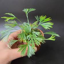 Image result for Actiniopteris