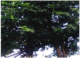 Image result for Morinda lucida