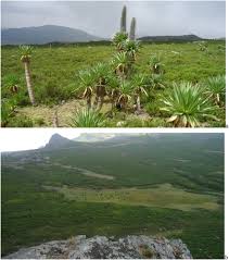 Image result for Oreophyton falcatum