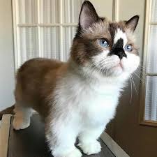 Pet Petlover Petsofig Petscorner Furryfriend Cats Kitten Catlovers Catlover Kitty Meow Catdaily Sleepycats Ki Munchkin Cat Baby Cats Cute Cat Gif