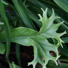 Image result for Pyrrosia rhodesiana