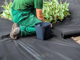 In a about 2 or 3 days, you will notice the carpetgrass turning brown without harming your lawn. Weed Control How Ground Covers Can Help Home Gardening Advice Saga