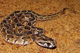 Daboia Russelii Indian Russell S Viper Rakta Anali Pit Viper Viper Snake
