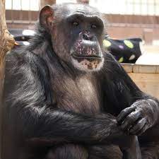 Her Majesty Queen Negra I Love This Woman Chimpanzee Cute Baby Animals Great Ape