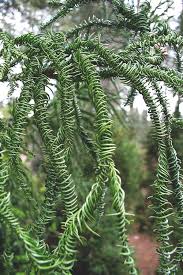 Image result for Cryptomeria