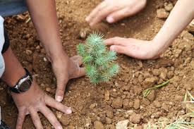 Ever wonder if your cedar tree is dying? Restoring Lebanon S Cedar Forests Shareamerica