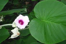 Image result for Argyreia nervosa