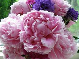 Maybe you would like to learn more about one of these? Ants On Peonies Here S The Solution