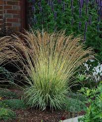 Молиния голубая Вариегата (Variegata) (Molinia caerulea ...