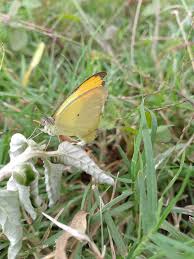 Image result for Savannosiphon euryphyllus