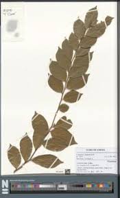 Image result for Carpolobia