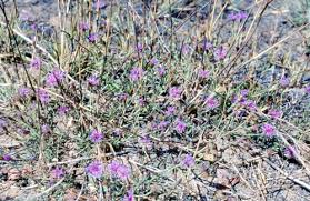 Image result for Vernonia gerberiformis