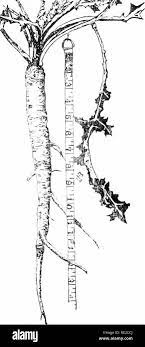 Cyclopedia Of American Horticulture Comprising Suggestions For Cultivation Of Horticultural Plants Descriptions Of The Species Of Fruits Vegetables Flowers And Ornamental Plants Sold In The United States And Canada Together With