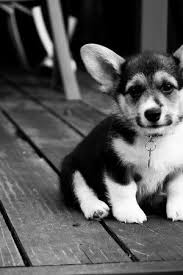 Adorable Black And White Corgi Puppy Cute Puppy Black White Cute Baby Animals Cute Puppies Corgi