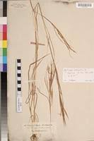 Image result for Andropogon fastigiatus