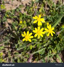 Image result for Senecio madagascariensis