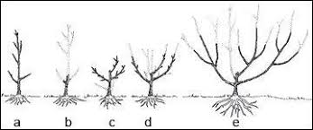 It may also mean removal of young shoots, buds, and leaves. How To Prune Fruit Trees Organic Gardening Blog Grow Organic