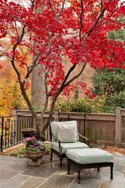Red Japanese Maple On The Terrace And Armchair Underneath In 2020 Design Kleiner Garten Gartendesign Ideen Gartengestaltung