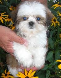 Litter Of 4 Shih Tzu Puppies For Sale In Minneapolis Mn Adn 47100 On Puppyfinder Com Gender Male S And Female S A Puppies For Sale Shih Tzu Puppy Puppies
